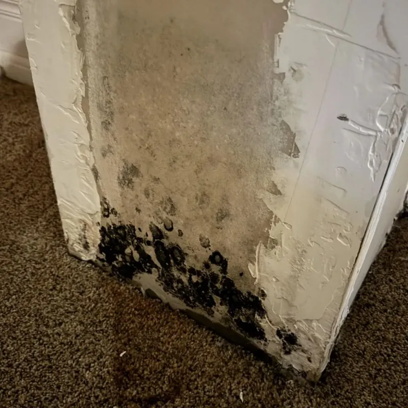 Professional Mold Removal in Belgium, WI